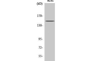 Western Blotting (WB) image for anti-RBP1-like protein (ARID4B) (Internal Region) antibody (ABIN3174057) (BRCAA1 antibody  (Internal Region))