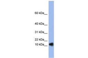 Image no. 1 for anti-Ribonuclease, RNase A Family, 1 (Pancreatic) (RNASE1) (N-Term) antibody (ABIN6742978) (RNASE1 antibody  (N-Term))