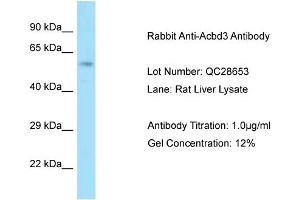 Host: Rabbit Target Name: Acbd3 Sample Type: Rat Liver Antibody Dilution: 1. (ACBD3 antibody  (Middle Region))