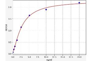 Septin 3 ELISA Kit