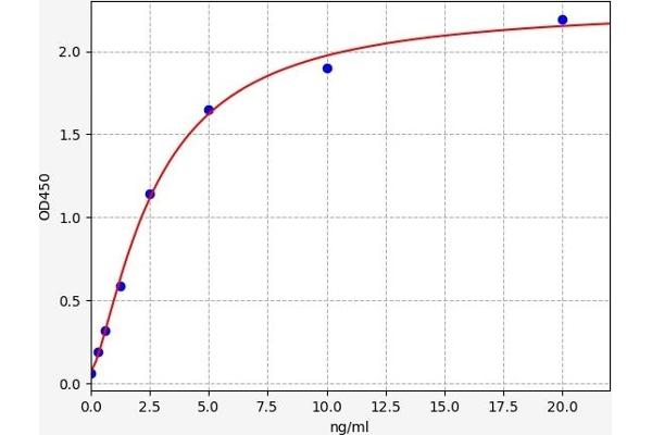 Septin 3 ELISA Kit