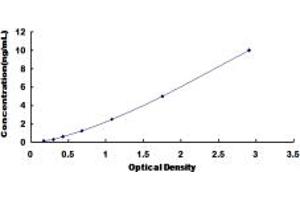 MAT2A ELISA Kit