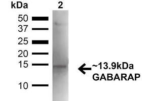 Western blot analysis of Mouse Kidney showing detection of ~13. (GABARAP antibody  (N-Term) (FITC))