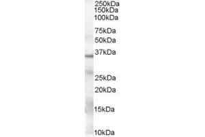 Western Blotting (WB) image for anti-Glyceraldehyde-3-Phosphate Dehydrogenase (GAPDH) (AA 92-103) antibody (ABIN294540) (GAPDH antibody  (AA 92-103))