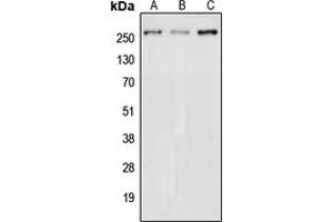 Western blot analysis of NAV3 expression in HEK293T (A), NIH3T3 (B), PC12 (C) whole cell lysates.