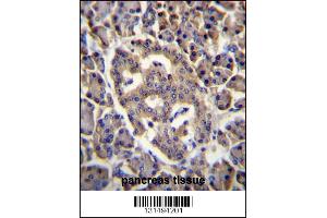 SPNS3 Antibody immunohistochemistry analysis in formalin fixed and paraffin embedded human pancreas tissue followed by peroxidase conjugation of the secondary antibody and DAB staining. (SPNS3 antibody  (C-Term))