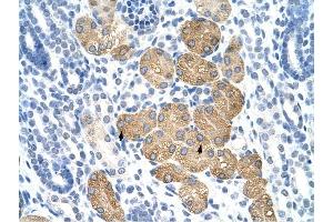 DAZ4 antibody was used for immunohistochemistry at a concentration of 4-8 ug/ml to stain Epithelial cells of renal tubule (arrows) in Human Kidney.