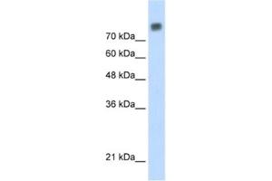 Western Blotting (WB) image for anti-Minichromosome Maintenance Complex Component 6 (MCM6) antibody (ABIN2461393)