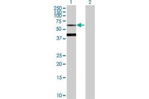 Western Blot analysis of BTD expression in transfected 293T cell line by BTD MaxPab polyclonal antibody. (BTD antibody  (AA 1-543))