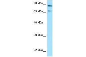 Western Blotting (WB) image for anti-Heat Shock Protein 90kDa alpha (Cytosolic), Class A Member 1 (HSP90AA1) (C-Term) antibody (ABIN2788730)