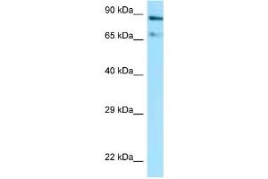 WB Suggested Anti-Hsp90aa1 Antibody Titration: 1. (HSP90AA1 antibody  (C-Term))