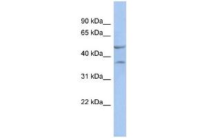 WB Suggested Anti-NKX6-1 Antibody Titration:  0. (NKX6-1 antibody  (N-Term))