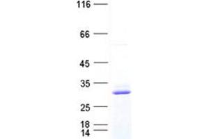 Validation with Western Blot (DCK Protein (DYKDDDDK Tag))