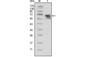 Western blot analysis using TrkA mouse mAb against extracellular domain of human TrkA(aa33-423).