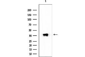 anti-V-Set and Immunoglobulin Domain Containing 2 (VSIG2) (Internal Region) antibody