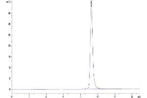 The purity of SARS-COV-2 Spike RBD (Delta B.
