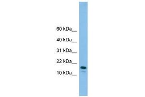GREM2 antibody used at 1 ug/ml to detect target protein.