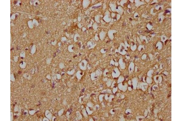 GNG2 antibody  (AA 44-62)