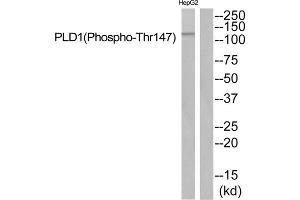 Western blot analysis of extracts from HepG2 cells, using PLD1 (Phospho-Thr147) antibody. (PLD1 antibody  (pThr147))