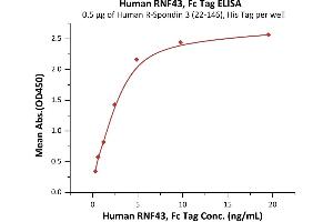 Immobilized Human R-Spondin 3 (22-146), His Tag (ABIN2181682,ABIN2181681) at 5 μg/mL (100 μL/well) can bind Human RNF43, Fc Tag (ABIN6973211) with a linear range of 0. (RNF43 Protein (AA 44-197) (Fc Tag))
