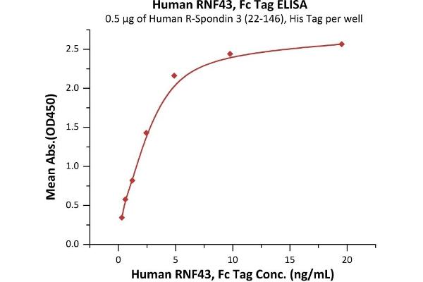 RNF43 Protein (AA 44-197) (Fc Tag)