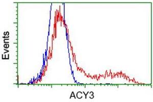 Image no. 1 for anti-Aminoacylase 3 (ACY3) antibody (ABIN1496465)