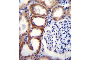 SDHD Antibody (N-term) (ABIN656089 and ABIN2845433) immunohistochemistry analysis in formalin fixed and paraffin embedded human kidney tissue followed by peroxidase conjugation of the secondary antibody and DAB staining. (SDHD antibody  (N-Term))