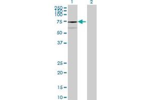 Western Blot analysis of KIAA0467 expression in transfected 293T cell line ( H00023334-T01 ) by KIAA0467 MaxPab polyclonal antibody. (Chromosome 1 Open Reading Frame 84 (C1orf84) (AA 1-579) antibody)