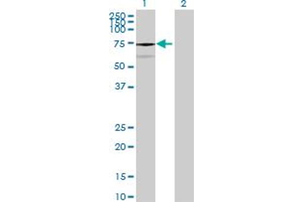 Chromosome 1 Open Reading Frame 84 (C1orf84) (AA 1-579) anticorps