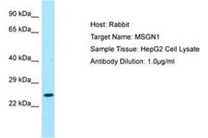 Image no. 1 for anti-Mesogenin 1 (MSGN1) (AA 104-153) antibody (ABIN6750117) (Mesogenin 1 antibody  (AA 104-153))