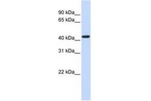 Image no. 1 for anti-Opioid Receptor, kappa 1 (OPRK1) (N-Term) antibody (ABIN6741499) (OPRK1 antibody  (N-Term))