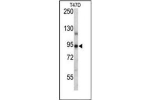 Western blot analysis of PGR Antibody (Center) in T47D cell line lysates (35ug/lane).