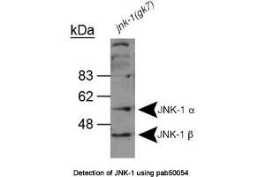 Image no. 1 for anti-Mitogen-Activated Protein Kinase 8 (MAPK8) (AA 228-451) antibody (ABIN363363) (JNK antibody  (AA 228-451))