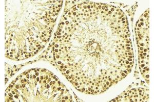 ABIN6269048 at 1/100 staining Mouse testis tissue by IHC-P.