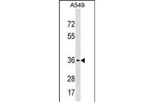Western blot analysis in A549 cell line lysates (35ug/lane). (ART5 antibody  (AA 148-177))
