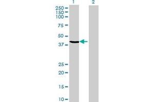 Western Blot analysis of C20orf4 expression in transfected 293T cell line by C20orf4 MaxPab polyclonal antibody. (C20orf4 antibody  (AA 1-384))