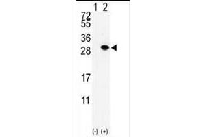 Western blot analysis of SUMO3 (arrow) using rabbit polyclonal SUMO2/3 Antibody (Center) (ABIN388032 and ABIN2845502). (SUMO2/3 antibody  (AA 38-64))