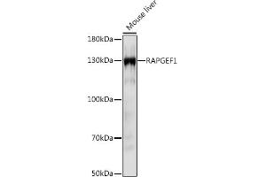 Western blot analysis of extracts of Mouse liver, using R Rabbit pAb (ABIN7269849) at 1:1000 dilution. (GRF2 antibody  (AA 844-1095))