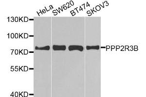 Western blot analysis of extracts of various cell lines, using PPP2R3B antibody. (PPP2R3B antibody  (AA 356-575))