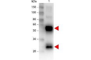 Western Blot of Biotin conjugated Goat anti-Swine antibody. (Goat anti-Pig IgG (Heavy & Light Chain) Antibody (Biotin) - Preadsorbed)
