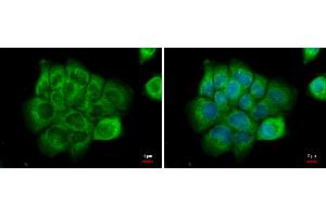 ICC/IF Image NPR-C antibody [N3C3] detects NPR-C protein at cytoplasm by immunofluorescent analysis.
