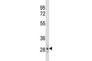 SNAI3 antibody western blot analysis in T47D lysate. (SNAI3 antibody  (AA 1-29))