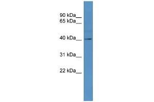 WB Suggested Anti-TAAR5  Antibody Titration: 0. (TAAR5 antibody  (C-Term))
