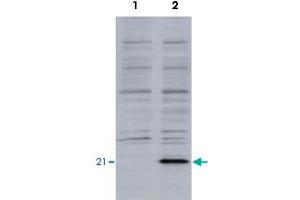 Identification of the EID1 protein by EID1 monoclonal antibody, clone #26  by western blotteing. (EID1 antibody  (AA 159-187))