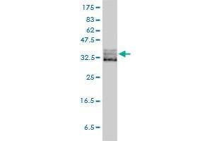 EIF2S1 monoclonal antibody (M01), clone 3H12-C11 Western Blot analysis of EIF2S1 expression in HeLa . (EIF2S1 antibody  (AA 1-315))