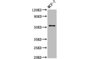 Western Blot Positive WB detected in: MCF-7 whole cell lysate All lanes: WASF3 antibody at 7 μg/mL Secondary Goat polyclonal to rabbit IgG at 1/50000 dilution Predicted band size: 56 kDa Observed band size: 56 kDa (WASF3 antibody  (AA 368-502))