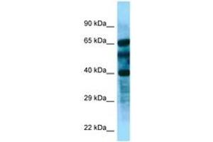 Image no. 1 for anti-F-Box and Leucine-Rich Repeat Protein 8 (FBXL8) (AA 83-132) antibody (ABIN6748240) (FBXL8 antibody  (AA 83-132))