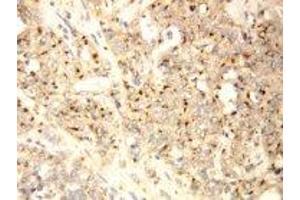 Image no. 1 for anti-XiAP Associated Factor 1 (XAF1) (C-Term) antibody (ABIN1492947) (XAF1 antibody  (C-Term))