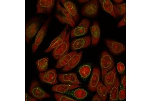Immunofluorescence (IF) image for anti-Emerin (EMD) (AA 56-167) antibody (ABIN6939303)