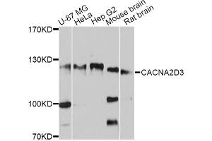 Western blot analysis of extracts of various cell lines, using CACNA2D3 antibody (ABIN4903101) at 1:3000 dilution.